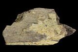 Fossil Triceratops Rib Section - North Dakota #117367-1